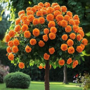 Роза Солнечный Шарм купить по цене от 349р. в интернет-магазине «Посадика» с доставкой почтой в в Ливные и по всей России – [изображение №1].