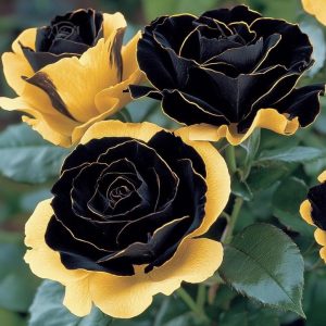 Роза Ханни Сикл купить по цене от 700р. в интернет-магазине «Посадика» с доставкой почтой в в Ливные и по всей России – [изображение №1].